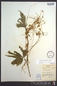 Cuscuta rostrata image