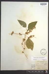 Cuscuta rostrata image