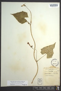 Ipomoea coccinea image