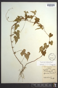 Ipomoea lacunosa image