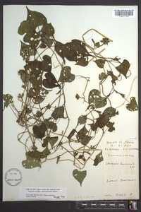 Ipomoea lacunosa image