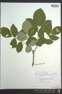 Fraxinus biltmoreana image