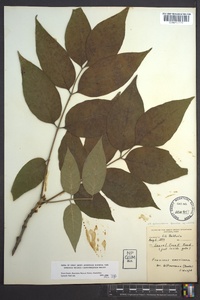 Fraxinus biltmoreana image