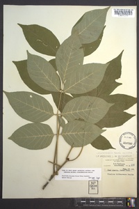 Fraxinus biltmoreana image