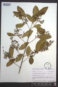 Ligustrum sinense image