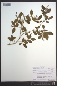 Ligustrum sinense image