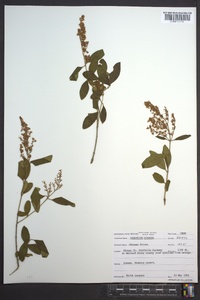 Ligustrum sinense image