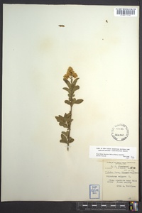 Ligustrum vulgare image