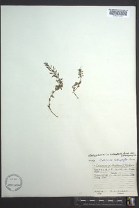 Callitriche heterophylla image