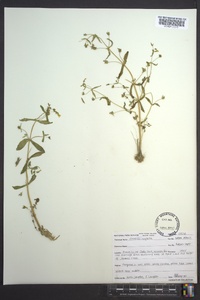 Gratiola neglecta image