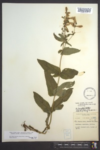 Penstemon canescens image