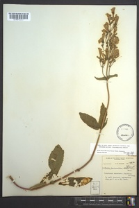 Penstemon canescens image