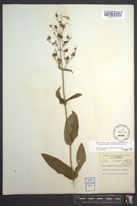 Penstemon canescens image