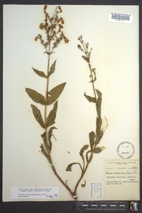 Penstemon canescens image