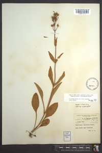 Penstemon canescens image