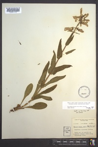 Penstemon canescens image