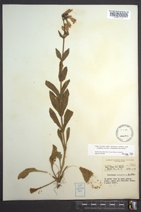 Penstemon canescens image