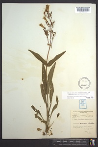 Penstemon canescens image