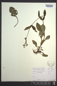 Penstemon canescens image