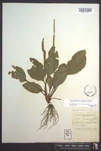 Plantago rugelii image