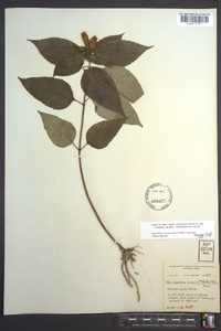 Chelone lyonii image