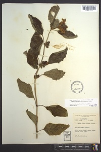 Chelone lyonii image