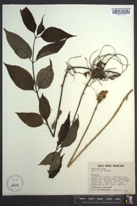 Chelone lyonii image