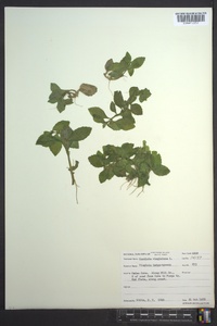 Gratiola virginiana image