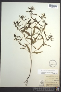 Melampyrum lineare image