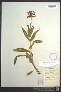 Penstemon laevigatus image