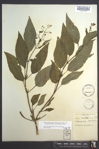 Scrophularia marilandica image