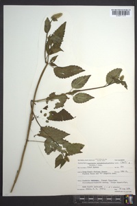 Agastache scrophulariifolia image