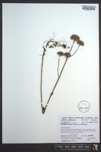 Clinopodium vulgare image