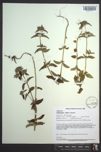 Clinopodium vulgare image