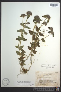 Clinopodium vulgare image