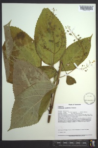 Collinsonia canadensis image