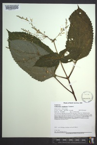 Collinsonia canadensis image