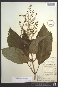 Collinsonia canadensis image