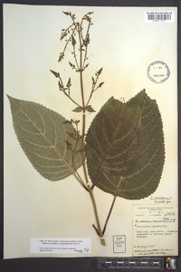 Collinsonia canadensis image