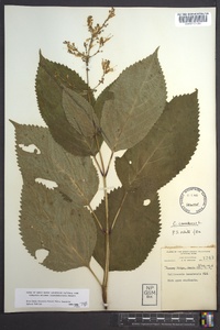 Collinsonia canadensis image