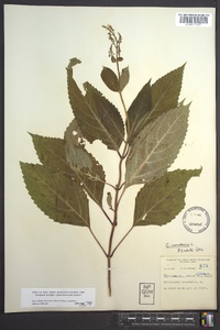 Collinsonia canadensis image