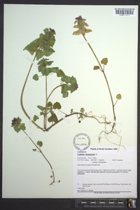 Lamium purpureum image