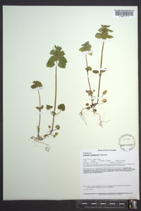 Lamium purpureum image