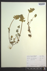 Lamium purpureum image