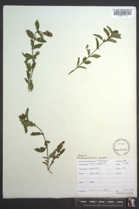 Mentha spicata image