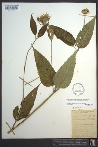 Monarda clinopodia image