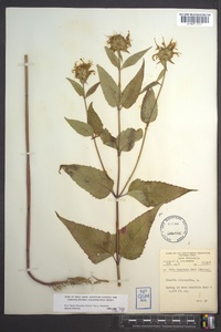 Monarda clinopodia image