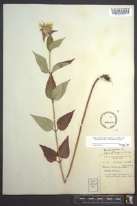 Monarda clinopodia image