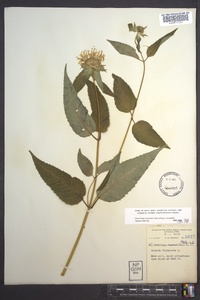 Monarda clinopodia image