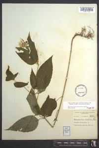 Monarda clinopodia image